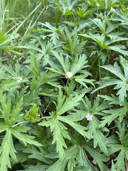 Geranium foliage with tiny pale purple flowers