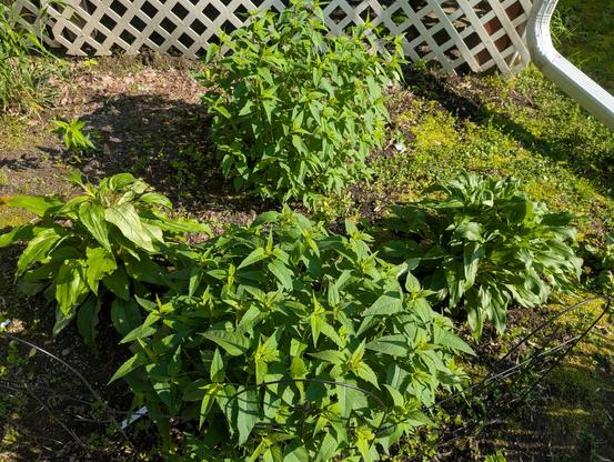 Part of a yard. Two big wild bergamot plants are in front of each other with two smaller coneflower plants on each side. At the front is a cheap black "fence" to try to keep it from invading a small path, but nature will be nature and I'm sure we'll lose that path next summer