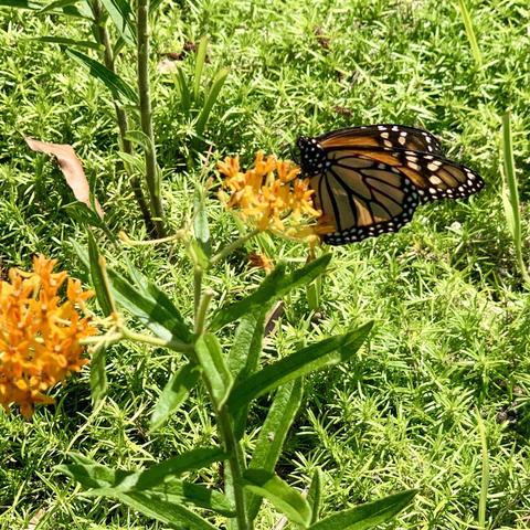 A monarch butterfly perched on bright orange flowers, surrounded by lush green foliage.