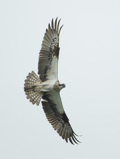 Kalasääksen levotonta lentelyä, kun pesän vierestä menevät veneet ja laivat. The restless flight of an osprey when boats and ships pass by the nest.