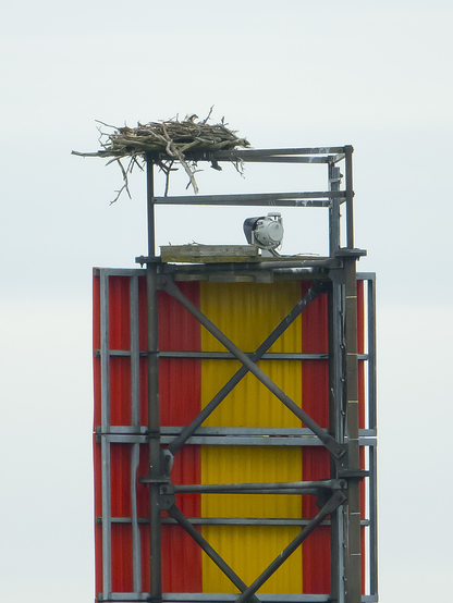 Kalasääksen pesä. Osprey's nest.