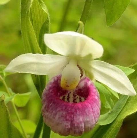 Showy Lady's Slipper