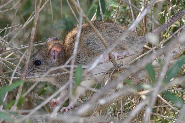 A photo of a rat in the branches of a bush.