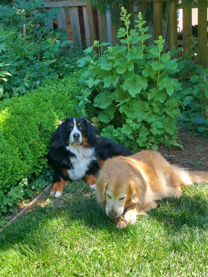 A Bernese Mountain Dog and a Golden Retriever lie on a grassy corner of their play yard in mottled shade, next to a low boxwood hedge, with volunteer hollyhocks behind them and peony and lilac foliage beyond the hedge.