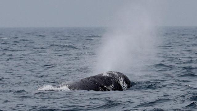 53-foot dead sperm whale found on Oregon coast
