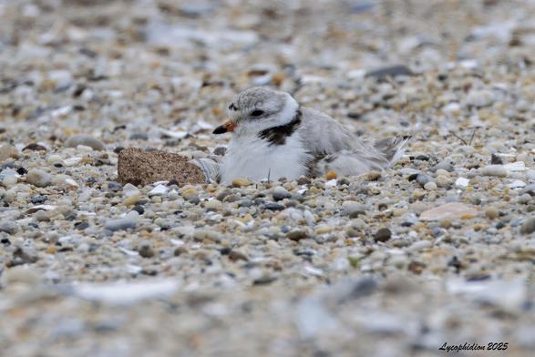 Mother Piping Plover sitting on her nest, one egg partially visible. The smallest of the Plovers, Piping Plovers with their pale gray, white and black plumage are superbly camouflaged against their sandy environment.