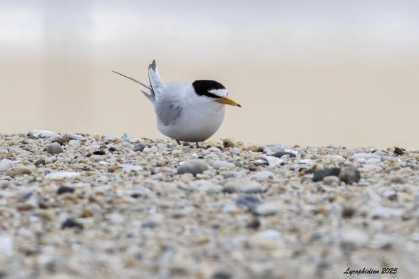 Least Tern standing on a pebbly sand beach. One of the smallest Terns, the least Tern is pale gray above and white below with a black cap, except for a white triangle between the eyes and base of the bill.