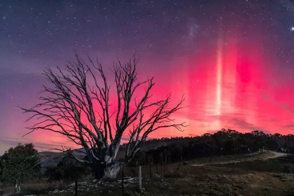 A light pillar seems to appear in the midst of red aurora reflected in the lake with a bare tree in the foreground.