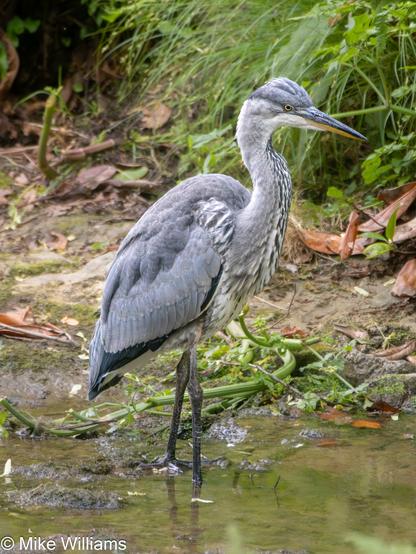 A Grey Heron, a large bird with mostly grey feathers and a long pointed beak, standing in shallow water.