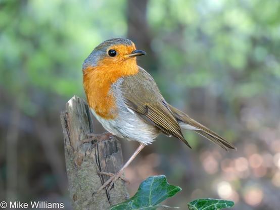 A European Robin perched on a broken tree branch in a wood