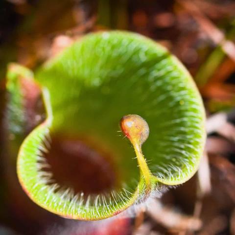 Close-up view of a Heliamphora carnivorous pitcher plant showing the distinctive nectar spoon - a reddish-orange, bulbous structure extending from the rim of the green pitcher. The pitcher's interior displays downward-pointing white hairs along the walls and contains dark fluid at the bottom. The nectar spoon, which attracts insects with sugar and scent compounds, is clearly visible as a separate appendage above the trap opening.
