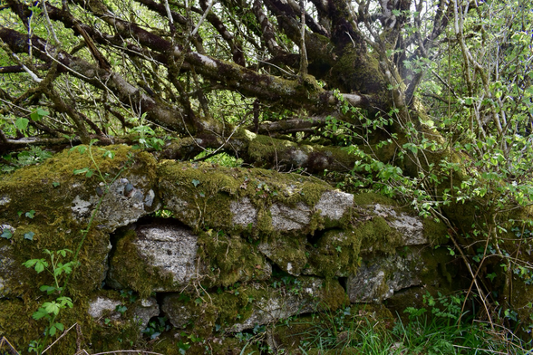 A tree bends over a mossy wall.