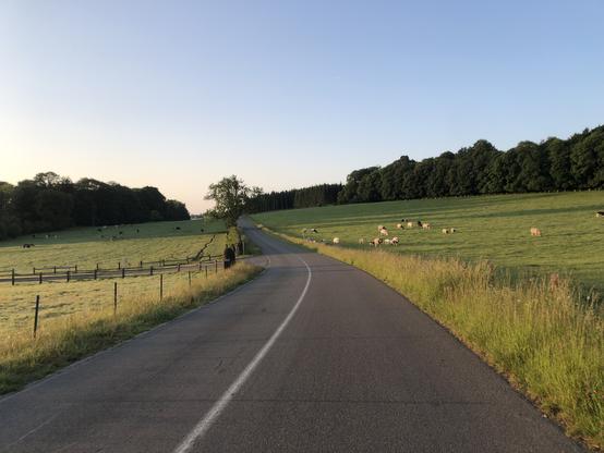 Une route tourne doucement vers la gauche au milieu des prairies parsemées de vaches.