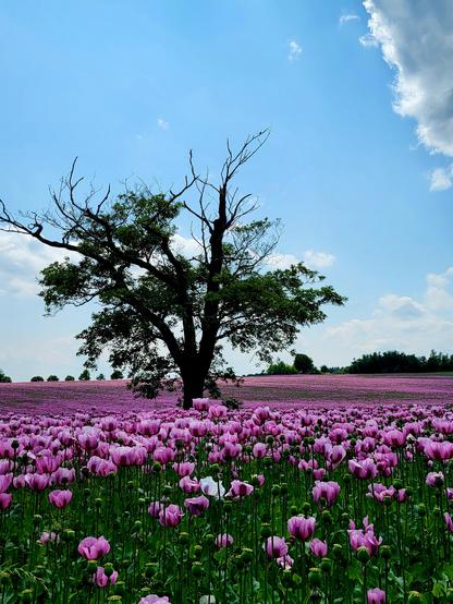 Das Bild zeigt eine weite, blühende Felderlandschaft mit einem prominenten, alten Baum im Zentrum. Der Baum hat ein dichtes, grünes Blätterdach und wirkt majestätisch, obwohl einige Äste kahl sind. Er steht inmitten eines üppigen Feldes, das mit lila Mohnblüten bedeckt ist, die sich bis zum Horizont erstrecken. Die Blüten sind in verschiedenen Stadien der Blüte, einige vollständig geöffnet, andere noch geschlossen. Der Himmel ist klar und blau mit einigen weißen Wolken, was die Farben des Feldes noch hervorhebt. Im Hintergrund sind weitere Bäume und Büsche zu sehen, die die Szene abrunden. Die gesamte Landschaft wirkt friedlich und idyllisch, mit einer starken Kontrastierung zwischen dem lebendigen Blau des Himmels und den pinken Blüten.