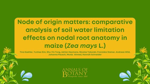 Node of origin matters: comparative analysis of soil water limitation effects on nodal root anatomy in maize (Zea mays L.)