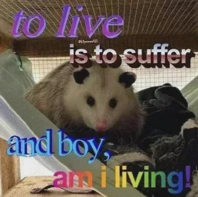 to live is to suffer and boy, am I living! [an opposum in a small space, maybe a cage]