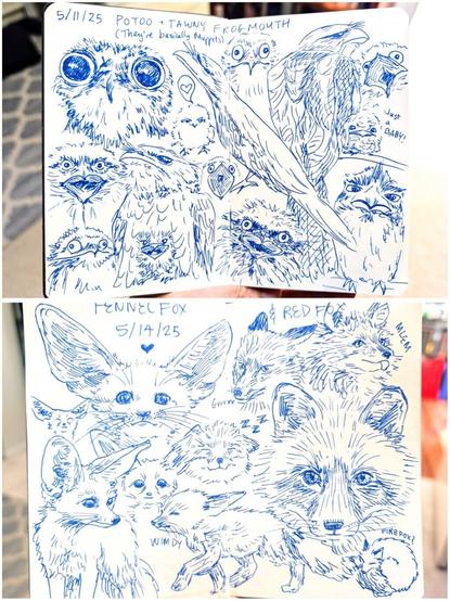 Compilation of two sketchbook spreads. Top image: Sketchbook pages of blue drawings of Potoos and Tawny Frogmouths. The text at the top reads 5/11/25, POTOO + TAWNY FROGMOUTH, and (they're basically Muppets). There are 14 different birds, some wirh their mouths open. 3 of the birds are baby chicks. Bottom image: Sketchbook pages of blue ink drawings of Fennec Foxes and Red Foxes. At the top left reads FENNEC FOX 5/14/25. The top right page reads RED FOX. On the left page there are 5 drawings of Fennec Foxes of different sizes and different expressions. The text WIMDY is written next to a Fennec Fox walking with its eyes closed. On the right page, there are 5 drawings of Red Foxes. The top right one has MLEM written next to a fox sticking out its tongue. To its left is a growling fox with the text Grrrr next to it. At the bottom is a curled up fox drawing with the text Firefox? written next to it. In the middle of the spread is a sleeping fox with the text ZZZ next to it.