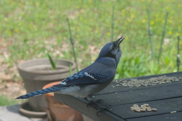 A blue jay has two peanuts in its beak while feeding on a table on my deck.