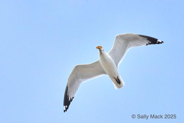 Color photo of  white gull with black wingtips and feet flying, wings outspread, with a perfectly round orange cracker in her beak. Background is bue sky.