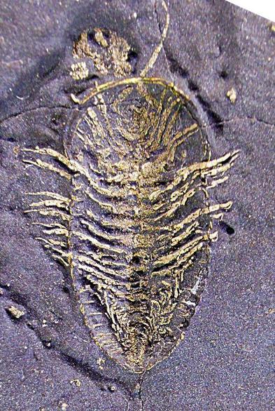 A trilobite fossilized in a dark rock with its hard parts recrystallized with pyrite.