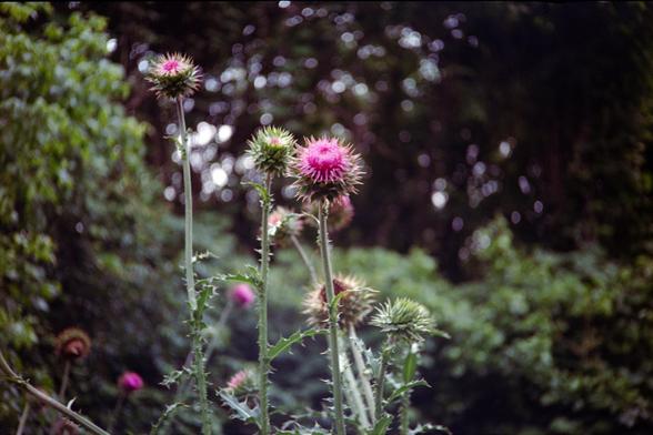 The pink, spiky flower of some sort of nettle