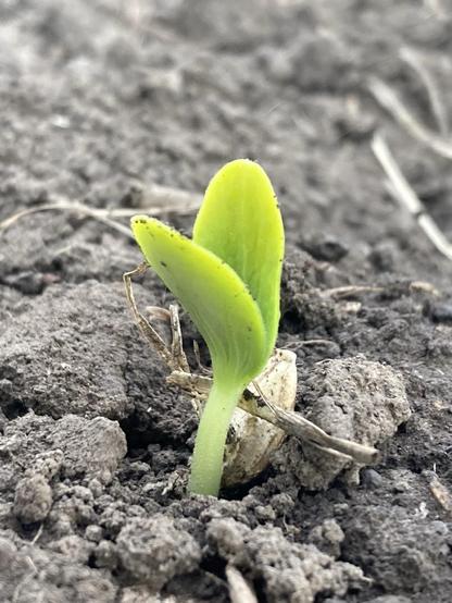 A light green sprout with its two oval cotyledons just slightly spread apart.  The hull from the seed is on the ground behind the sprout.