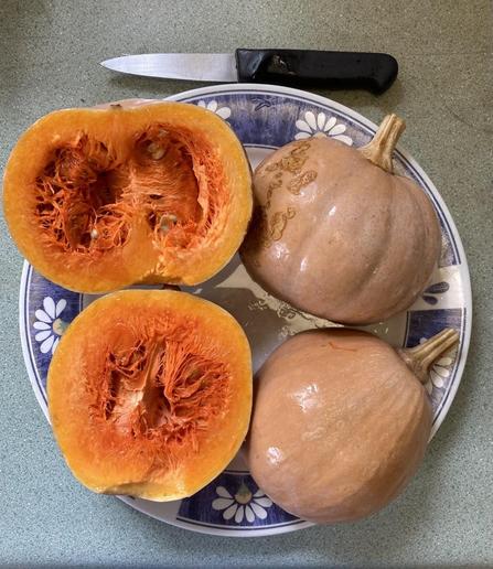 Two small Seminole Pumpkins (C. moschata) cut in half and set on a full-sized dinner plate.  The outside peel is a tan color (same as a Butternut Squash), and the inside is a rich shade of orange.