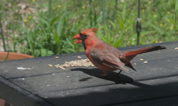 A male cardinal eats sunflower seeds on a table on my deck.
