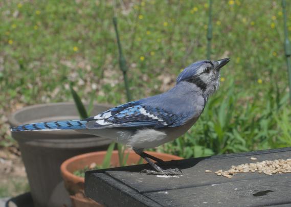A blue jay eats sunflower seeds on a table on my deck.