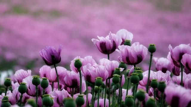 Das Bild zeigt eine dichte Blumenwiese mit zahlreichen pinken Papavernblüten. Die Blüten sind in verschiedenen Stadien der Blüte, einige vollständig geöffnet, andere noch geschlossen. Die Blütenblätter sind zart und leicht gewellt, mit einem leichten Violettton an den Rändern. Zwischen den Blüten befinden sich grüne, unfruchtbare Stiele, die typisch für Papaver-Arten sind. Im Hintergrund erstreckt sich ein weiterer, unscharfer Bereich, der die Blütenwiese fortsetzt und eine einheitliche rosa Farbe erzeugt. Die Blüten stehen auf hohen Stängeln und sind in verschiedenen Höhen und Richtungen angeordnet, was dem Bild eine natürliche und lebendige Struktur verleiht.