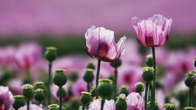 Das Bild zeigt eine dichte Blumenwiese mit zahlreichen pinken Papavernblüten. Die Blüten sind in verschiedenen Stadien der Blüte, einige vollständig geöffnet, andere noch geschlossen. Die Blütenblätter sind zart und leicht gewellt, mit einem leichten Violettton an den Rändern. Zwischen den Blüten befinden sich grüne, unfruchtbare Stiele, die typisch für Papaver-Arten sind. Im Hintergrund erstreckt sich ein weiterer, unscharfer Bereich, der die Blütenwiese fortsetzt und eine einheitliche rosa Farbe erzeugt. Die Blüten stehen auf hohen Stängeln und sind in verschiedenen Höhen und Richtungen angeordnet, was dem Bild eine natürliche und lebendige Struktur verleiht.