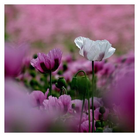 Das Bild zeigt eine lila und weiße Papavernblüte.  Die Blütenblätter sind zart und leicht gewellt, mit einem leichten Violettton an den Rändern. Zwischen den Blüten befinden sich grüne, unfruchtbare Stiele, die typisch für Papaver-Arten sind. Im Hintergrund erstreckt sich ein weiterer, unscharfer Bereich, der die Blütenwiese fortsetzt und eine einheitliche rosa Färbung hat.