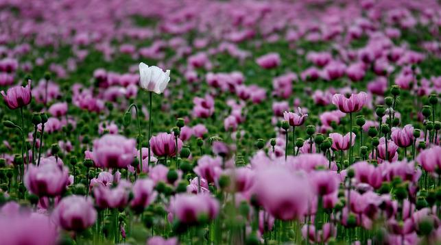 Das Bild zeigt eine dichte Blumenwiese mit zahlreichen pinken Papavernblüten und einer einzelnen Weißen. Die Blüten sind in verschiedenen Stadien der Blüte, einige vollständig geöffnet, andere noch geschlossen. Die Blütenblätter sind zart und leicht gewellt, mit einem leichten Violettton an den Rändern. Zwischen den Blüten befinden sich grüne, unfruchtbare Stiele, die typisch für Papaver-Arten sind. Im Hintergrund erstreckt sich ein weiterer, unscharfer Bereich, der die Blütenwiese fortsetzt und eine einheitliche rosa Farbe erzeugt. Die Blüten stehen auf hohen Stängeln und sind in verschiedenen Höhen und Richtungen angeordnet, was dem Bild eine natürliche und lebendige Struktur verleiht.