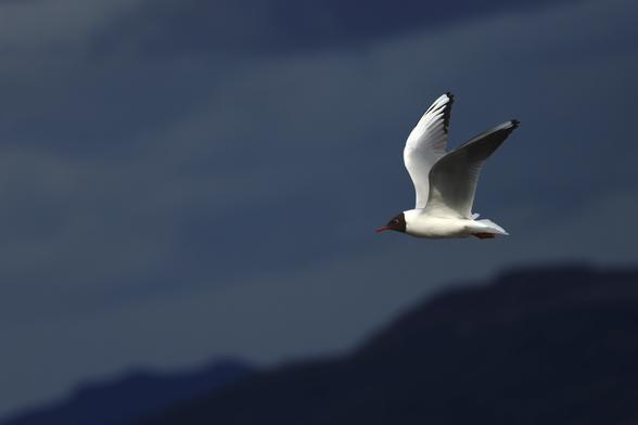 Flying left to right, a white seagull lit by bright sunshine against dark grey clouds and distant hills