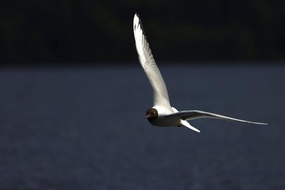 Swooping towards the camera, a white seagull lit by bright sunshine against dark waters of Loch Rannoch