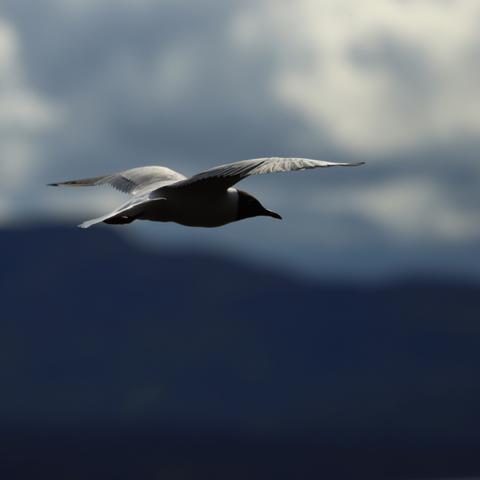 A seagull flying away from the camera, its  upper side lit by bright sunshine with its underside in shadow against dark clouds and distant hills