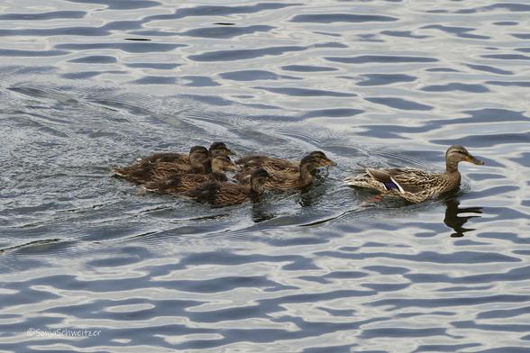 Eine Stockentenmutter schwimmt mit ihren 6 Küken im Schlepptau, auf der Lahn.