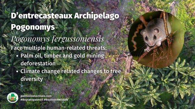 This diminutive and cute tree #rat 🩷🐀🌳has a difficult name: D’Entrecasteaux Archipelago Pogonomys. They're #endangered in #PapuaNewGuinea due to #palmoil and #timber #deforestation. Help them survive and #BoycottPalmOil #Boycott4Wildlife @palmoildetect https://palmoildetectives.com/2021/01/31/dentrecasteaux-archipelago-pogonomys-pogonomys-fergussoniensis/?utm_source=mastodon&utm_medium=Palm+Oil+Detectives&utm_campaign=publer