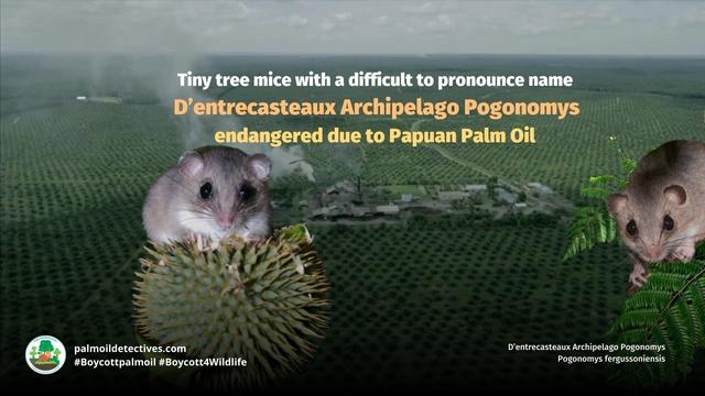 This diminutive and cute tree #rat 🩷🐀🌳has a difficult name: D’Entrecasteaux Archipelago Pogonomys. They're #endangered in #PapuaNewGuinea due to #palmoil and #timber #deforestation. Help them survive and #BoycottPalmOil #Boycott4Wildlife @palmoildetect https://palmoildetectives.com/2021/01/31/dentrecasteaux-archipelago-pogonomys-pogonomys-fergussoniensis/?utm_source=mastodon&utm_medium=Palm+Oil+Detectives&utm_campaign=publer