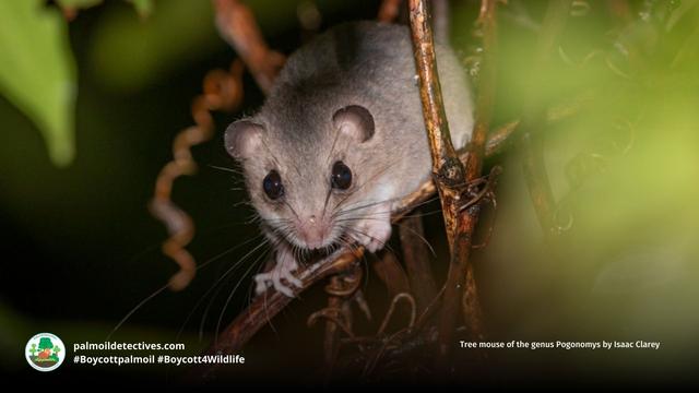 This diminutive and cute tree #rat 🩷🐀🌳has a difficult name: D’Entrecasteaux Archipelago Pogonomys. They're #endangered in #PapuaNewGuinea due to #palmoil and #timber #deforestation. Help them survive and #BoycottPalmOil #Boycott4Wildlife @palmoildetect https://palmoildetectives.com/2021/01/31/dentrecasteaux-archipelago-pogonomys-pogonomys-fergussoniensis/?utm_source=mastodon&utm_medium=Palm+Oil+Detectives&utm_campaign=publer