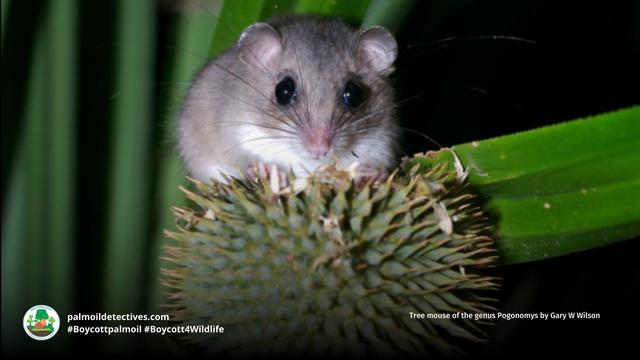 This diminutive and cute tree #rat 🩷🐀🌳has a difficult name: D’Entrecasteaux Archipelago Pogonomys. They're #endangered in #PapuaNewGuinea due to #palmoil and #timber #deforestation. Help them survive and #BoycottPalmOil #Boycott4Wildlife @palmoildetect https://palmoildetectives.com/2021/01/31/dentrecasteaux-archipelago-pogonomys-pogonomys-fergussoniensis/?utm_source=mastodon&utm_medium=Palm+Oil+Detectives&utm_campaign=publer