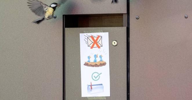 Kohlmeisen brüten wieder im gleichen Briefkasten