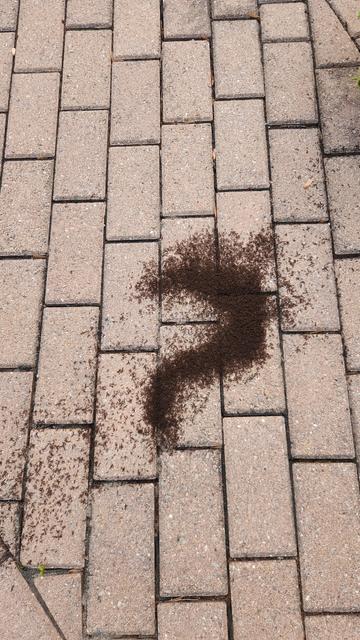 Ants battling it out on an interlock patio have piled themselves on top of each other, clearly forming the shape of a question mark.