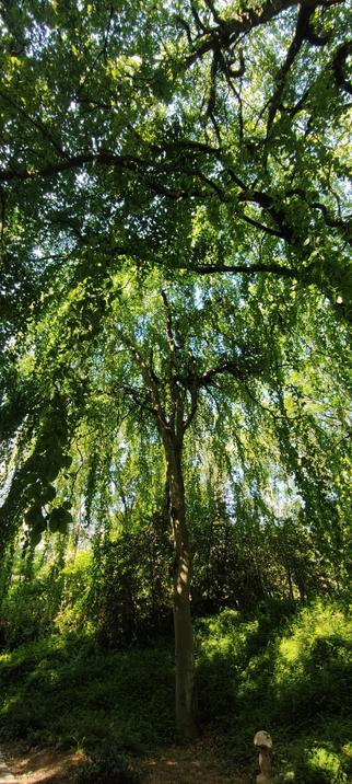Un arbre élancé se dresse au centre d’un sous-bois lumineux. Son tronc fin et droit est entouré de feuillage tombant comme un rideau vert. La lumière perce doucement à travers la canopée dense, créant des jeux d’ombres au sol. L’atmosphère est paisible et fraîche, baignée de vert