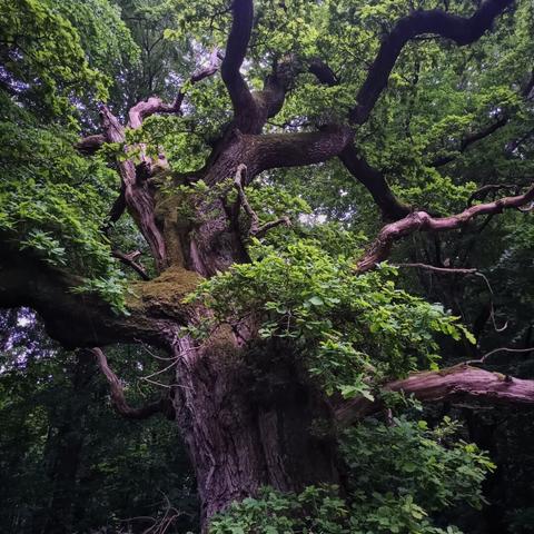 a very old oak