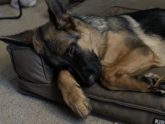 A young German Shepherd sleeping on a large, brown dog bed. Her head is propped up on a pillow with her foreleg underneath. She looks calm, cosy, and very peaceful.