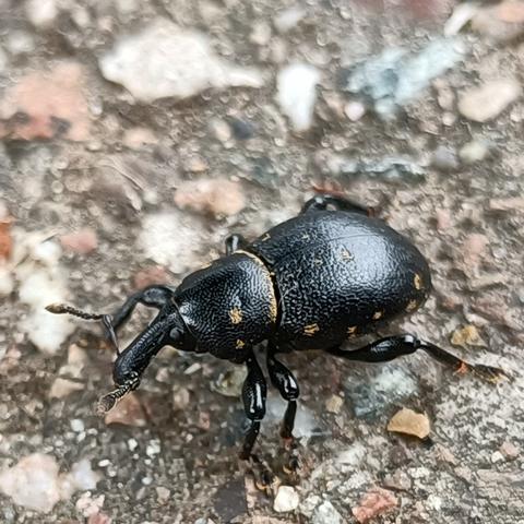 auf asphaltgrund krabbelt ein rüsselkäfer von rechts nach links. er ist von gedrungener gestalt, ziemlich rund und schwarz. alle körperteile sind fein punktig lederartig genarbt. seitlich auf den deckflügeln und am halsschild sind vereinzelt beige-gelbliche haar-schuppige flecken. der wie gesagt runde körper geht in einem großen schwung in den enormen rüssel über, der dann an der spitze noch einmal etwas dicker wird. nicht ganz, aber fast ganz vorne gehen vom rüssel seitlich die fühler ab, die etwa so lang wie kopf mit rüssel und auf halber länge in einem gelenk abgewinkelt sind, gekniet, wie es heißt.