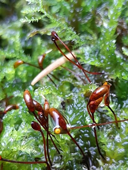 A well watered, glibbery green moss with brown, ripe sporophytes just before opening.