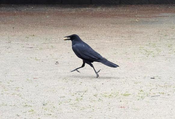 I love this picture. It looks like Ms Crow is running away after having stolen a peanut, but she's actually taking off.