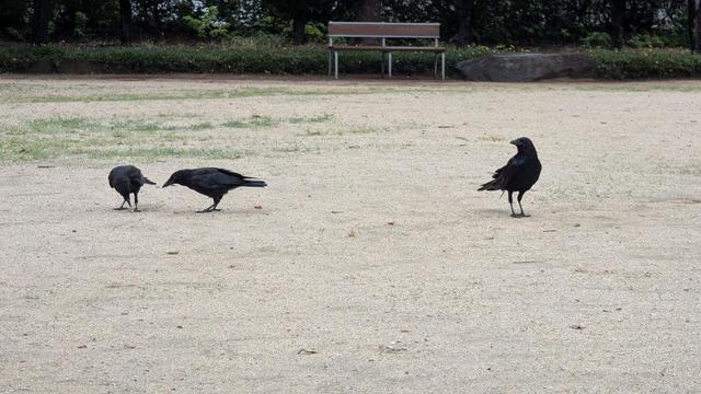 Ms Crow: eating peanuts.
Junior (1 or 2?): "Oh, this was food all along. Interesting. Can I have some?"
Mr Crow: "Er, David? Do you have more peanuts for me or what?"
